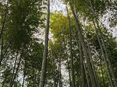 -宁波浙东大竹海景区