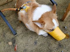 -J Create城市露营咖啡·简餐·宠物(上海动物园店)