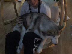 -Husky Go! 哈士奇体验馆·宠物咖啡厅狗咖