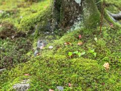 -西芳寺(苔寺)