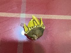 -梅子大排档