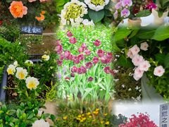 -深圳仙湖植物园