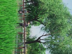 -石家庄市植物园