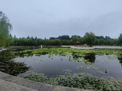 -莱西月湖公园
