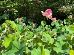 -福建鲤鱼洲酒店