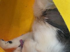 -德元·美联众合24小时动物医院(总院)