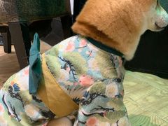 -猫色咖啡·猫咖