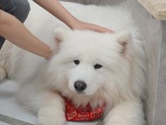 -星多哈·狗咖·拼豆·咖啡
