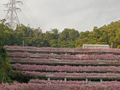 -深圳仙湖植物园