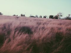 -羊亭河湿地公园