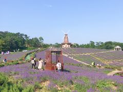 -大塘金香草谷