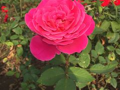 -武清南湖绿博园