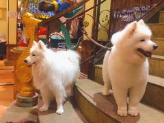 -more than meow吴止猫主题餐厅(承德 中船汇店)