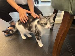 -猫小院猫主题餐厅(南锣旗舰店)
