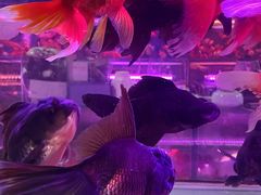 -苏州艺都古玩花鸟市场