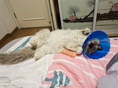 -伟伟宠物医院·CT影像中心·瑞派犬猫综合性门诊(汉口总院)