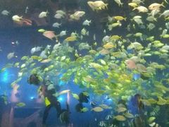 -瑞德姆美人鱼海底演艺主题餐厅(亚龙湾店)