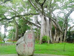 -瑞丽独树成林风景区