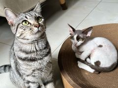 -联合动物医院(光谷诊疗中心)