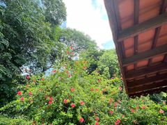-东莞植物园