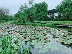 -西溪国家湿地公园