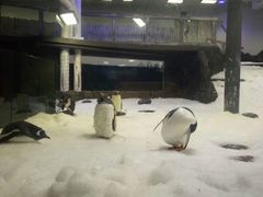-悉尼海洋生物水族馆