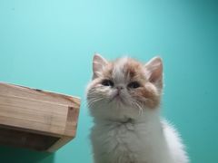 -70cat德文卷毛猫·缅因猫纯种猫舍