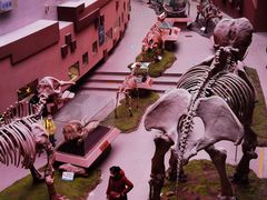 -陕西自然博物馆