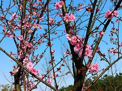 -铁山坪森林公园