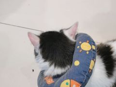 -怪兽屋·羊驼·猫咖·狗咖(俊华广场店)