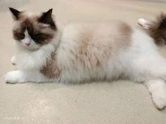 -藏猫猫咖啡主题馆(中央大道店)