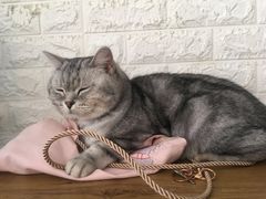-平行世界·猫咖(首经贸店)