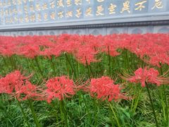 -西安大兴善寺