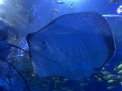 -太平洋海底世界