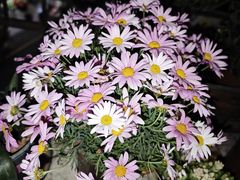 -溪岸路花鸟市场