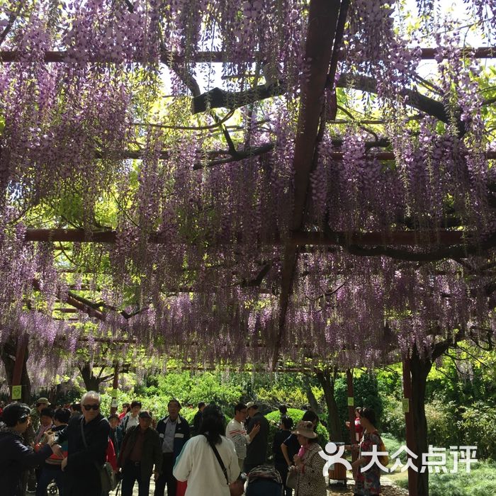 嘉定紫藤園圖片-北京公園-大眾點評網