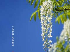 -嘉定紫藤园