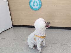 -西安京西宠物医院·瘫痪·疑难杂症