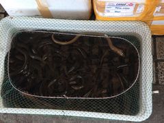 -江杨农产品批发市场