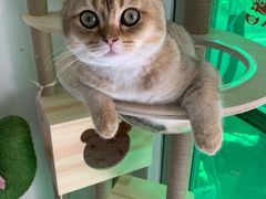 -袖虎·猫馆(体育西路店)