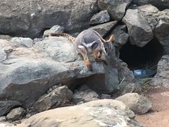 -费瑟代尔野生动物园