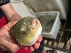 -长顺河豚馆(江洲东路)