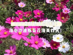 -海心沙亚运公园