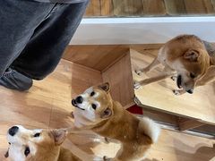 -是阿柴呀！柴犬咖啡·爱喵喵猫咖