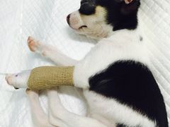 -中农大我爱我爱24h动物医院·中医针灸·猫专科·骨科医疗中心(双井店)