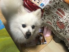 -芭比堂动物医院·24小时·眼科中心(深圳中心)
