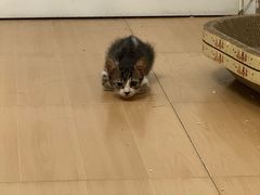 -瑞派康怡24h宠物医院·犬猫医疗中心·微创绝育(瑞景分院)