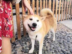 -柴犬高等学院·狗咖·柴犬售卖·宠物训练