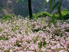 -西山漾湿地公园