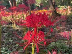 -杭州植物园